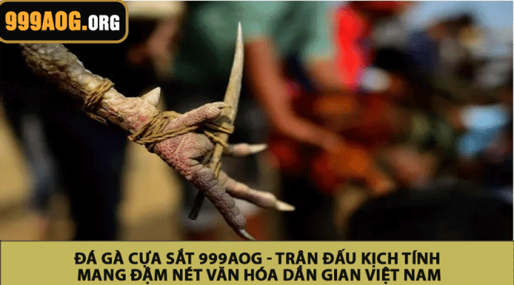 Đá gà cựa sắt 999AOG - Trận đấu kịch tính mang đậm nét văn hóa dân gian Việt Nam