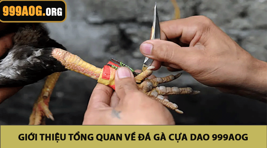Giới Thiệu Tổng Quan Về Đá Gà Cựa Dao 999AOG