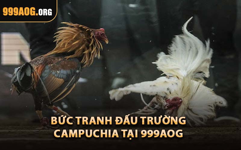 Bức Tranh Đấu Trường Campuchia Tại 999AOG