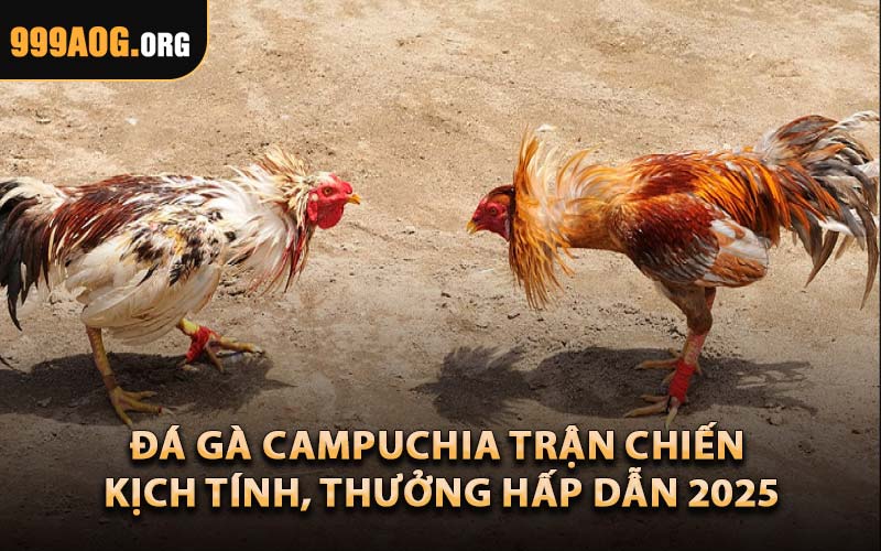 Đá Gà Campuchia – Trận Chiến Kịch Tính, Thưởng Hấp Dẫn 2025