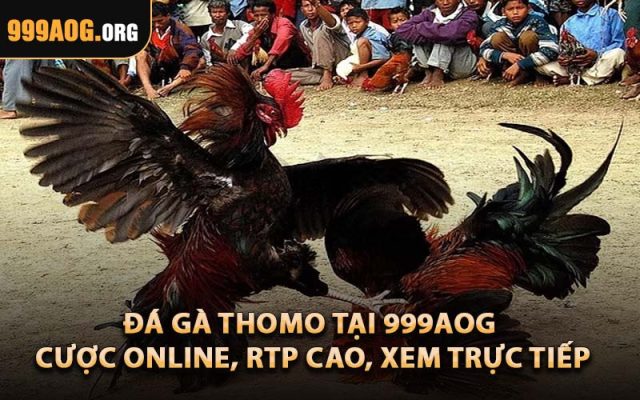 Đá Gà Thomo Tại 999AOG – Cược Online, RTP Cao, Xem Trực Tiếp