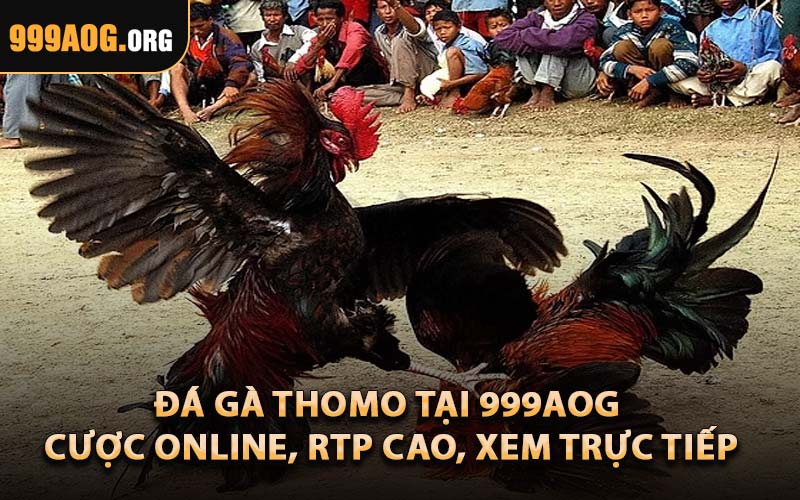 Đá Gà Thomo Tại 999AOG – Cược Online, RTP Cao, Xem Trực Tiếp