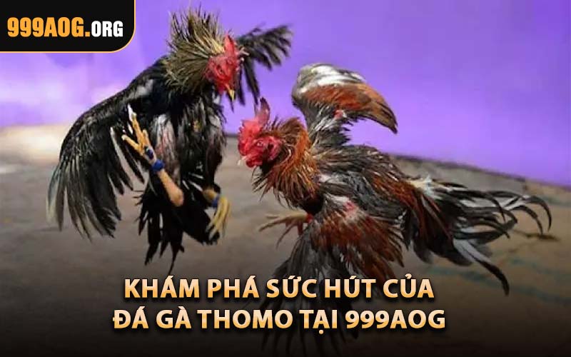Khám Phá Sức Hút Của Đá Gà Thomo Tại 999AOG