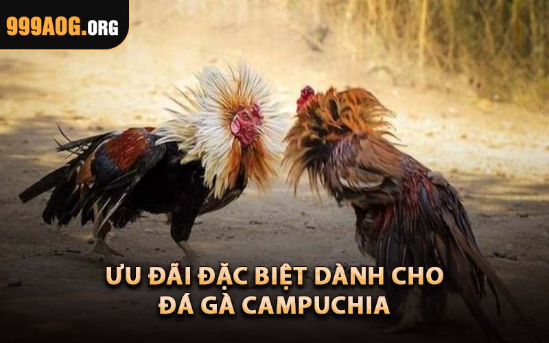 Ưu Đãi Đặc Biệt Dành Cho Đá Gà Campuchia