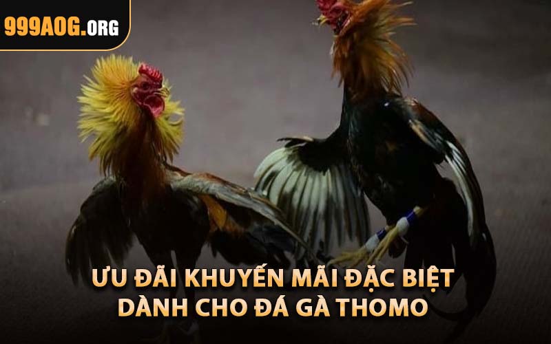 Ưu Đãi Khuyến Mãi Đặc Biệt Dành Cho Đá Gà Thomo